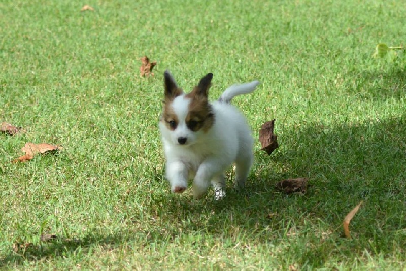 Du Triskell Des Cornouailles - Epagneul nain Continental (Papillon) - Portée née le 17/07/2013