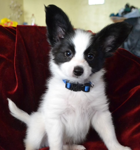 Du Triskell Des Cornouailles - Epagneul nain Continental (Papillon) - Portée née le 27/03/2014