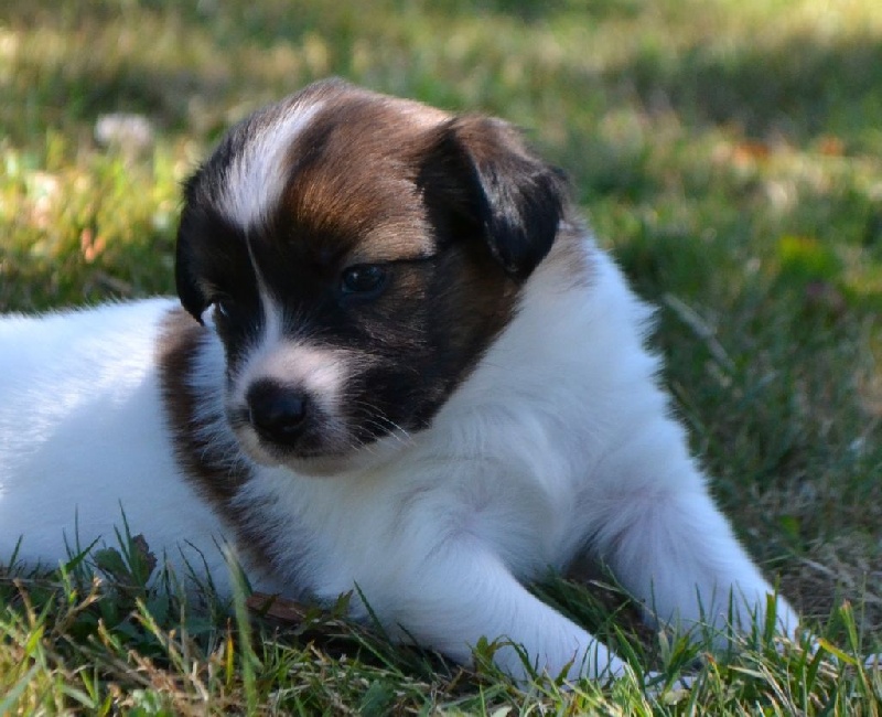 Du Triskell Des Cornouailles - Epagneul nain Continental (Papillon) - Portée née le 05/07/2015